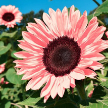 50 Non-GMO Pink Sunflower Seeds for Planting - Heirloom Flower Variety - $7.99