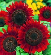 VP Red Sunflower Flowers Flower Blooms Perennial Sun Bloom 25 Seeds - £6.02 GBP