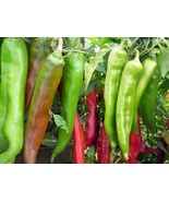 Variety Size New Mexico Big Jim Chili Pepper NuMex Hatch Ristra Seeds - £9.31 GBP+
