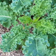 White Russian Kale Seeds Organic Garden Fast Shipping - £4.85 GBP