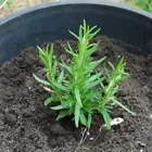 50 Seeds Rosemary Seeds Heirloom Non GMO - £6.27 GBP