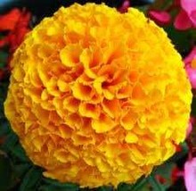 Marigold seeds , tall double mixed flower seeds , katifes seeds, coed  1... - £3.98 GBP