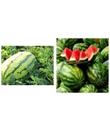 90Pcs Seeds Lazy Melon King Watermelon Red Meat Garden Fruit - £17.45 GBP