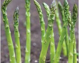 Mary Washington Asparagus Seeds Non-Gmo 85 Seed Perennial Vegetable Fast... - $8.99