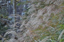 Best Miscanthus Sinensis | Chinese Silver Grass | Maiden Silvergrass | 50 Seeds - £15.29 GBP