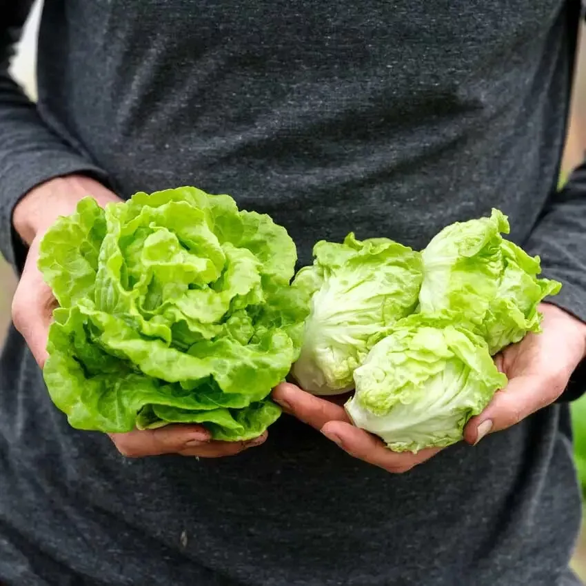 TISS Tom Thumb Lettuce 1000 Seeds Heirloomseedguy 2025 Non GMO Garden Seeds - $8.45