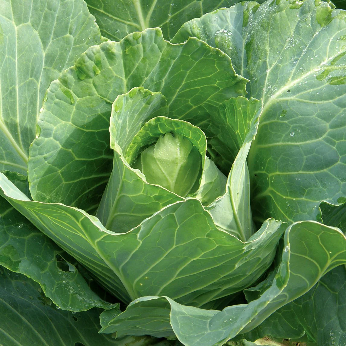 Cabbage Early Jersey 200 Vegetable Seeds - $7.98