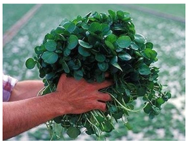 +500 PCS Seeds of Watercress Greens Aqua Seeds E52, Heirloom Organic Non-GMO FRO - £4.14 GBP