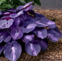 Hosta Fragrant Plantain Lily Bonsai Perennial Flower for Home Garden - $5.75