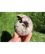 Fagesia Ammonite Cretaceous fossil Rare Ammonites fossil Natural fossils... - $1,205.72 MXN