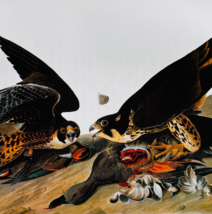 1979 Peregrine Falcon Duck Hawk Color Plate Print Audubon Birds Of Ameri... - $29.99