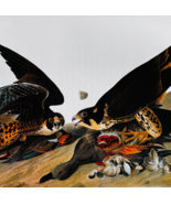 1979 Peregrine Falcon Duck Hawk Color Plate Print Audubon Birds Of Ameri... - $42.03 CAD