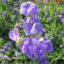 Sweet Pea Seeds Sweet Pea Mammoth Mid Blue 50 Seeds Fresh Garden USA SELLER - £17.38 GBP