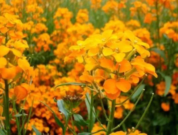 SIBERIAN WALLFLOWER 100 FRESH SEEDS - £3.12 GBP