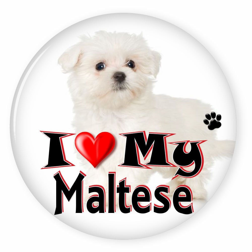 I Love My MALTESE - Dog Puppy 3&quot; CAMPAIGN Pin Back Button For your favor... - $7.99
