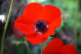 20 Seeds Red Anemone Perennial Flower  - £13.50 GBP