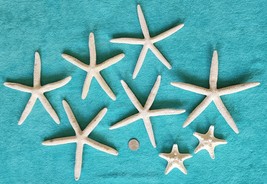 EIGHT (8) - WHITE FINGER STARFISH - DRIED, NATURAL and BEAUTIFUL!!! - $24.70