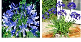 Dwarf Blue Lily of The Nile Flower 25 Seeds Agapanthus &quot;Peeter Pan&quot; House Plant - £15.97 GBP