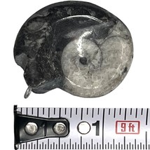 Fossil Ammonite 1.5&quot;, 12 gram, looped for wearing on necklace - $4.99