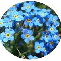 Forget Me Not Seeds Bedindoor Outdoors Gardening USA SELLER - $3.43