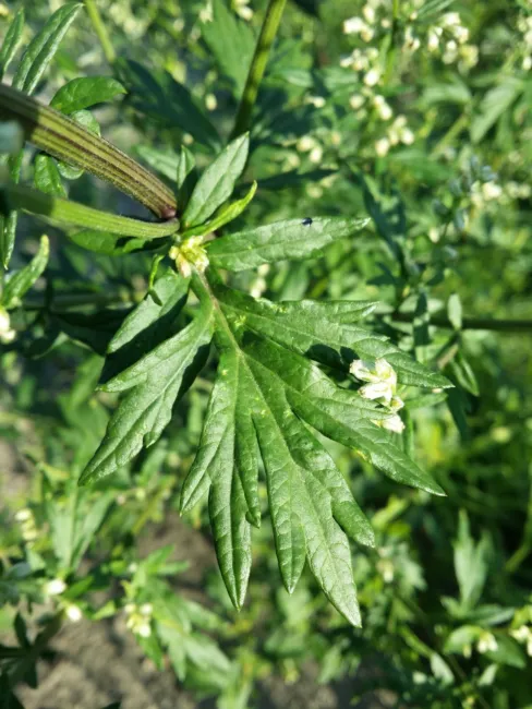 Mugwort Heirloom Seeds Medicinal Herb Non Gmo Artemisia Vulgaris 100 Seeds Fresh - £10.00 GBP