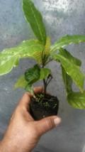 Live Starter Plant Annona Cherimoya Squamosa Graviola Corazon Soursop - £51.95 GBP