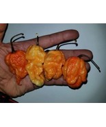 Jay&#39;s Pink Reaper F4 Pepper 12 Seeds - €10,42 EUR