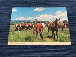 Vintage Postcard Unused Whiteface Cattle on the Range Cowboy Cattle Herd... - £3.92 GBP