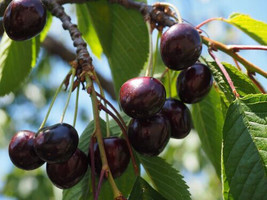 10 Sam Cherry Seeds for Garden Planting - $7.89