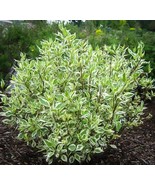 Ivory Halo Dogwood - Variegated Red Twig Dogwood - 4&quot; Pot Size Plant - £19.52 GBP