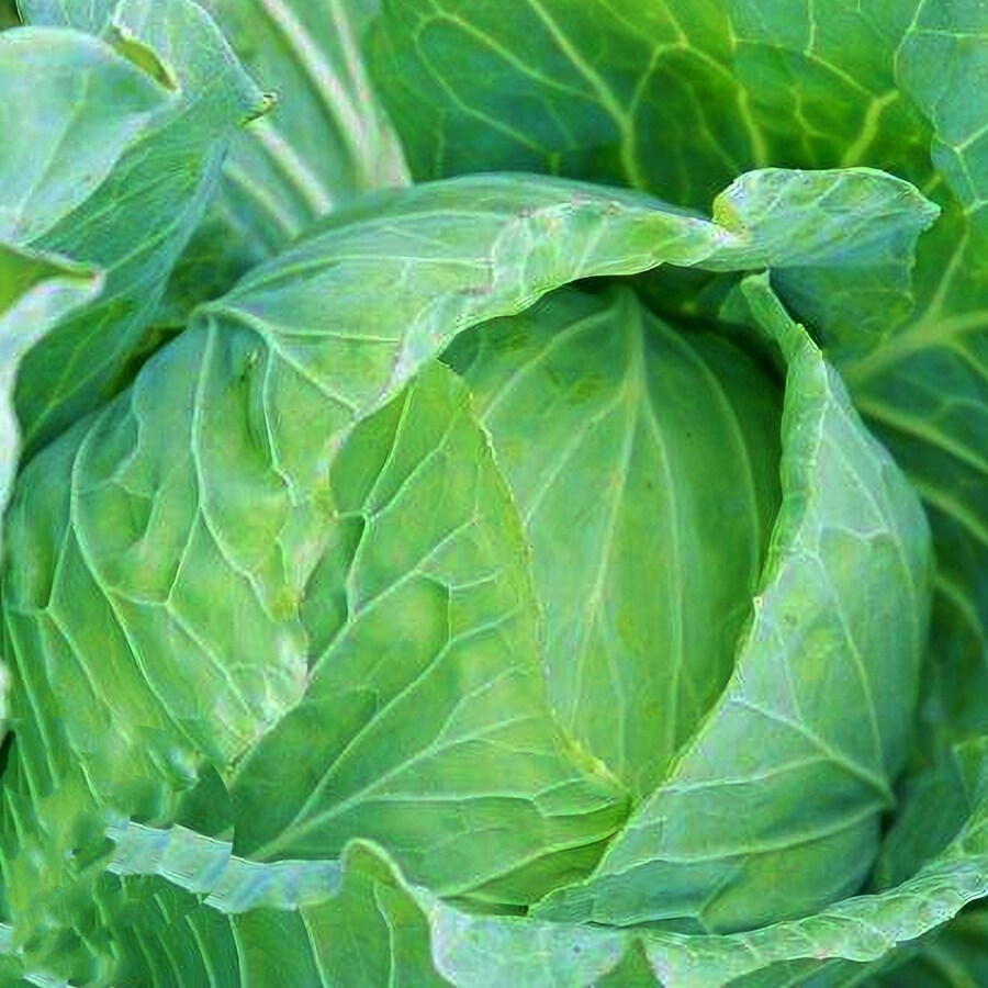 Drumhead Cabbage Vegetable Seeds Fresh Gardening - $15.92