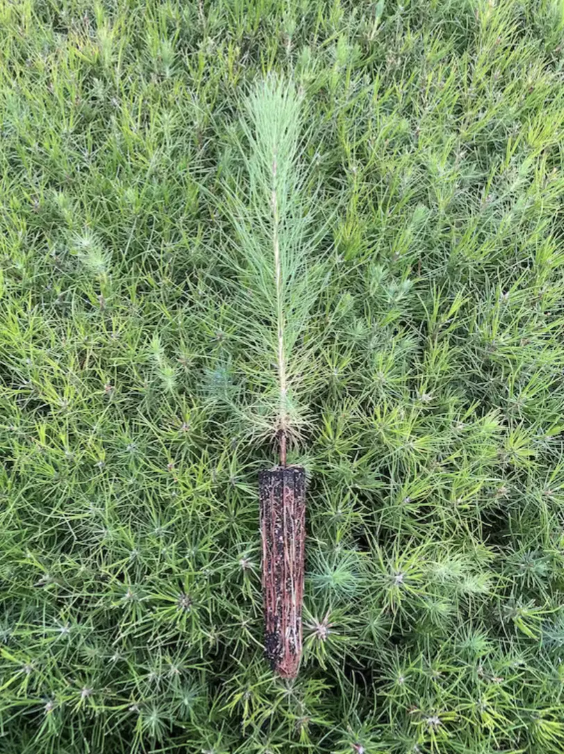 Loblolly Pine Tree Live Plants Pinus Taeda Fast Growing Shade Tree - £32.58 GBP