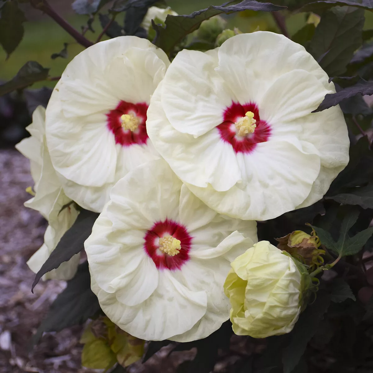 Bush hibiscus FRENCH VANILLA flower Summerific 2.5&quot; pot - 1 Dormant Pott... - $36.68