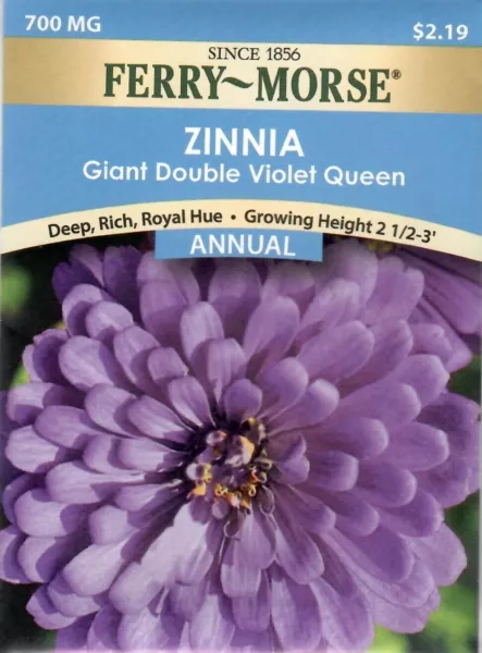 Zinnia Giant Double Violet Queen Flower Seeds Ferry Morse 12/24 Fresh Garden - $8.00