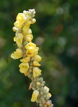 10000 Mullein Seeds Verbascum Thapsus Herb Great MulleinFrom US - $8.35