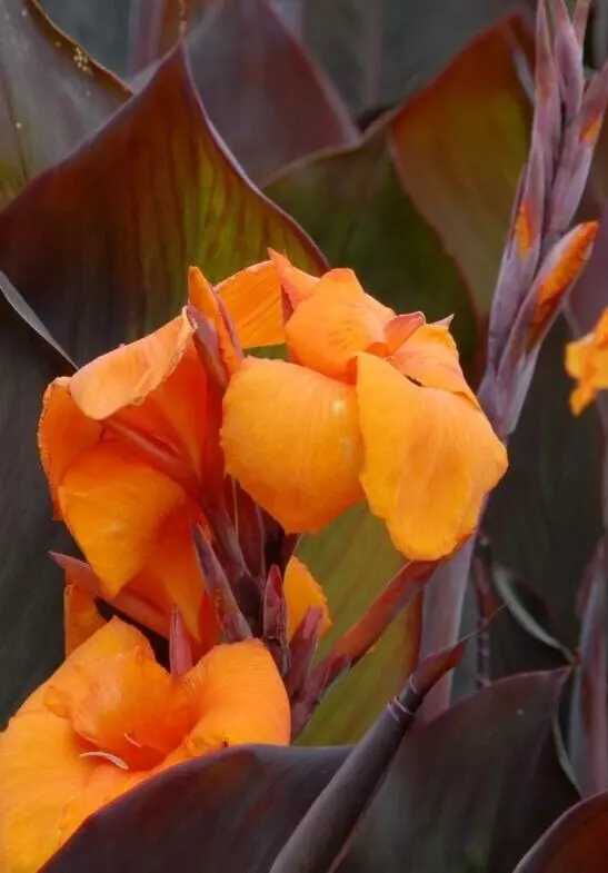 Canna Wyoming 1 Rhizome Or Bulb Tall Tropical Looking Seeds - $24.50