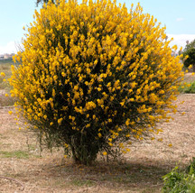 TISSEEDS 20 Spanish Broom Seeds Spartium Junceum Weavers Broom Yellow Flower Bus - £6.93 GBP