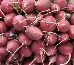 Lady Slipper Radish Seeds, NON-GMO, Fast Harvest, Variety Sizes, FREE SH... - $2.21 CAD+
