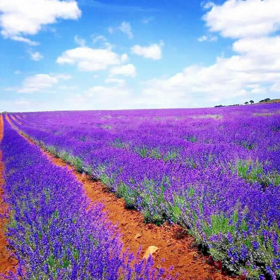 1200+ Lavender Vera Seeds Spring Mosquito Insect Repellent Perennial Non... - $4.65