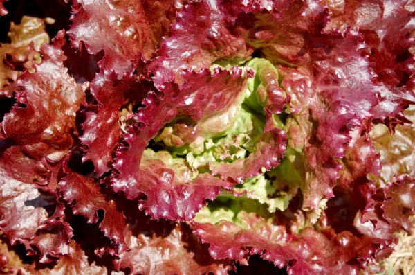 3000 Prizehead Lettuce Loose Leaf Early Prize Head Red Lactuca Vegetable Seeds F - £7.99 GBP
