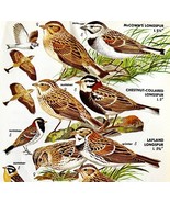 Longspur And Bunting Varieties And Types 1966 Color Bird Art Print Natur... - $28.11 CAD