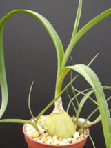 4&quot; pot Pregnant Onion House plant Ornithogalum caudatum rare false sea bulb  - £55.95 GBP