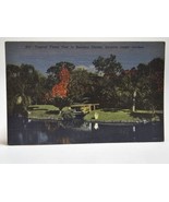 Sarasota FL, Sarasota Jungle Gardens, Flame Vine, Florida Vintage Postcard - £11.68 GBP