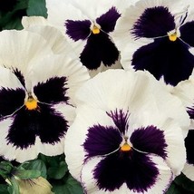 Silverbride Pansy Seeds Viola Flower Seeds 2000 Seeds USA Fast Shipping - $19.99