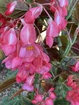 Pink Angelwing Begonia Tropical Flower Plant 6” Tall Starter Plant - $9.90
