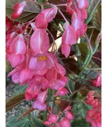 Pink Angelwing Begonia Tropical Flower Plant 6” Tall Starter Plant - £7.74 GBP