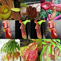 5 Seeds Bonsai Nepenthes Seeds Eat Mosquito Pitcher Plants Interesting Succulent - £14.74 GBP