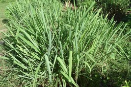 Sereh/Serai Lemongrass - Cymbopogon citratus (Dried and Powder), 80 Gram - $16.71