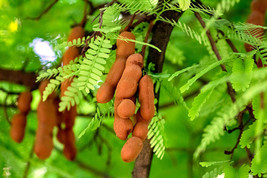 10 Tamarind Tree Seeds Tamarindus indica   - $15.90