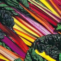 Swiss Chard Bright Light Heirloom Vegetable 100 Seeds Fresh Garden USA SELLER - $13.58